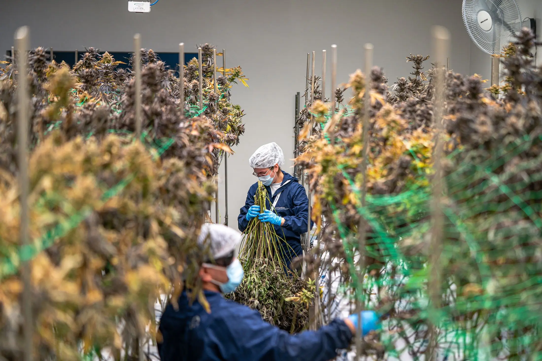 Commercial cannabis post-harvest personnel working in protective equipment
